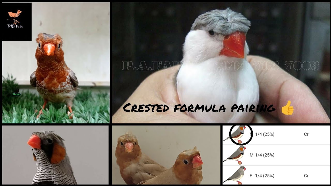 crested finch formula pairing