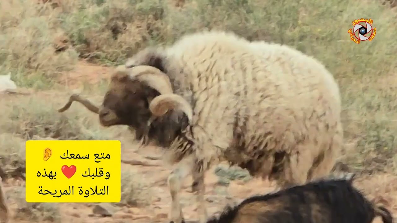 متع سمعك 👂 وقلبك ❤️ بهذه التلاوة المريحة