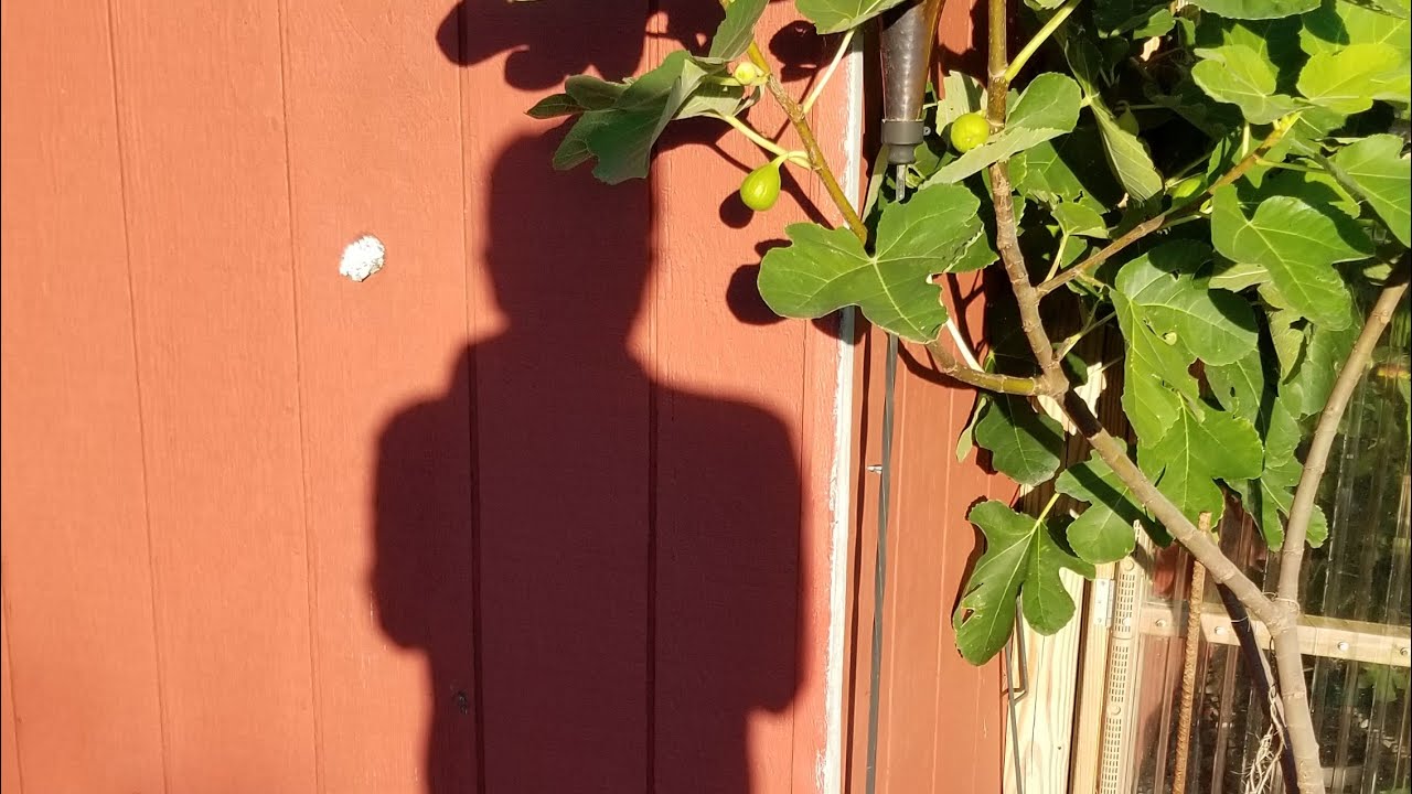 THE BEST FIG FERTILIZER IS THE GROWERS SHADOW! TRUE LOVE FIGS!