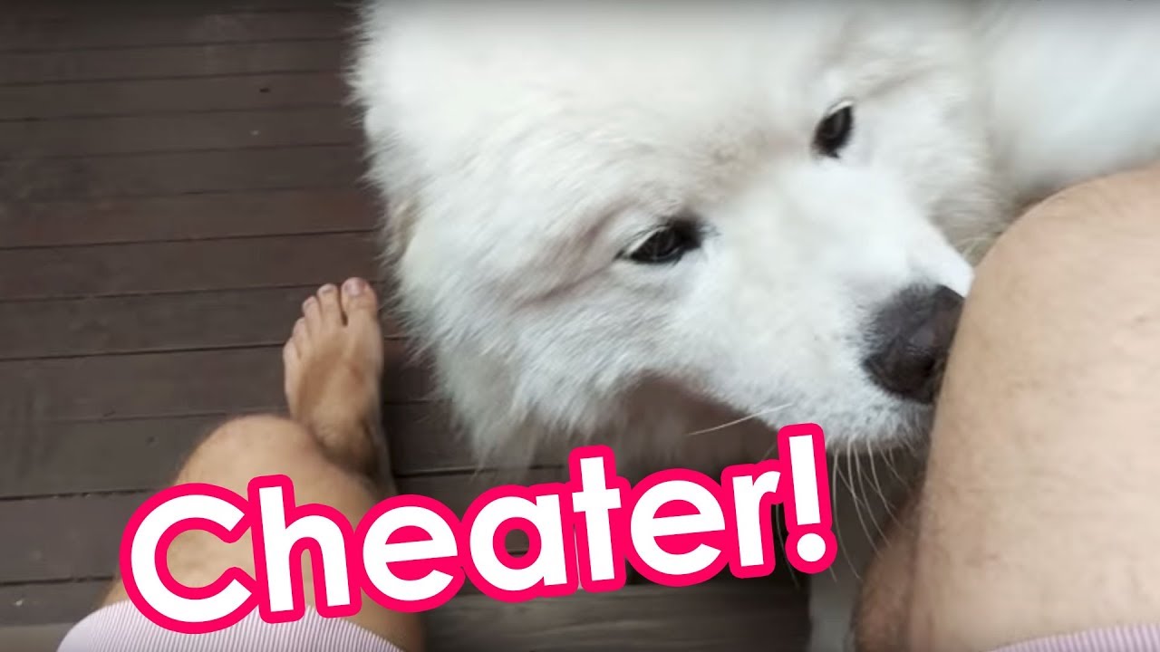 Samoyeds Jealous of Owner's Affair With Other Dogs