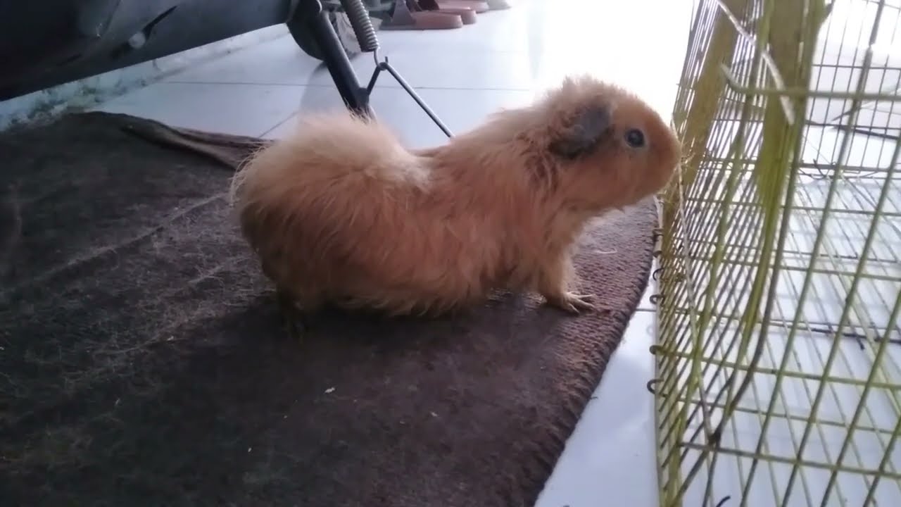 RIP bye2 Coco Zico tenang bersama si Gendud..... Guineapig