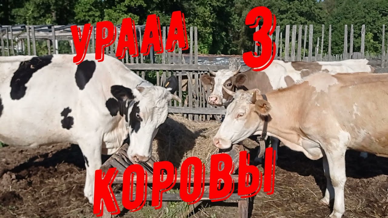 Купили третью корову. Урааа🥳Наше хозяйство растет. #деревня#корова#
