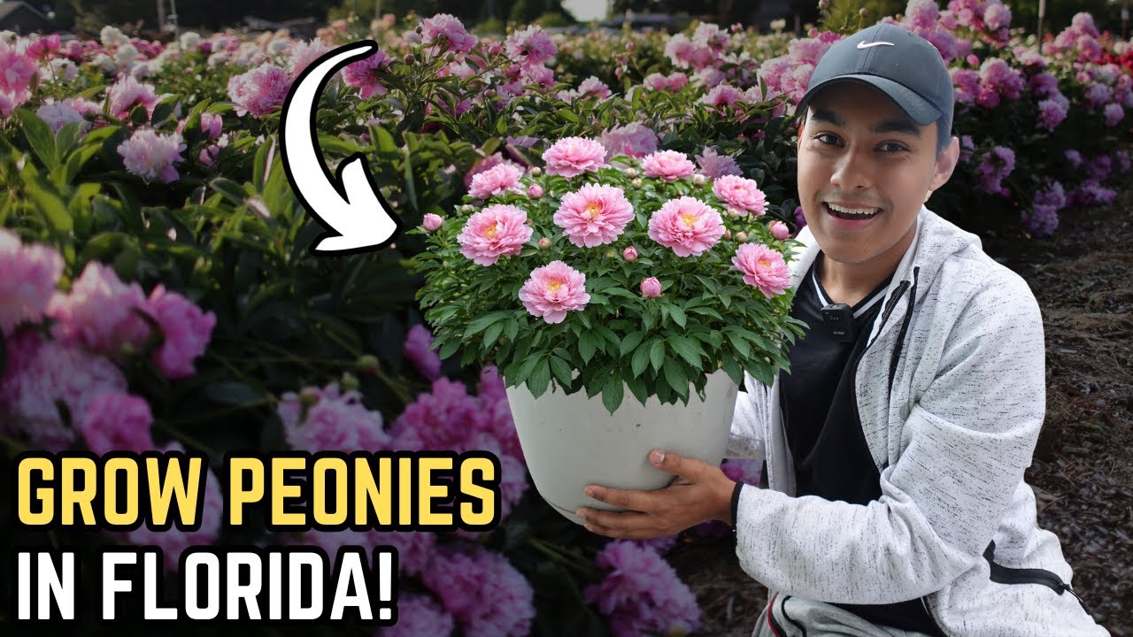 Как выращивать пионы во Флориде! 👀🌸S:4, Ep.10 // Настоящий садовник
