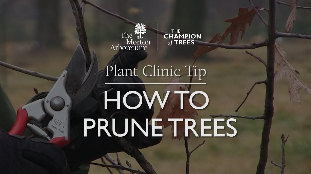 Plant Clinic Tip: How to prune trees