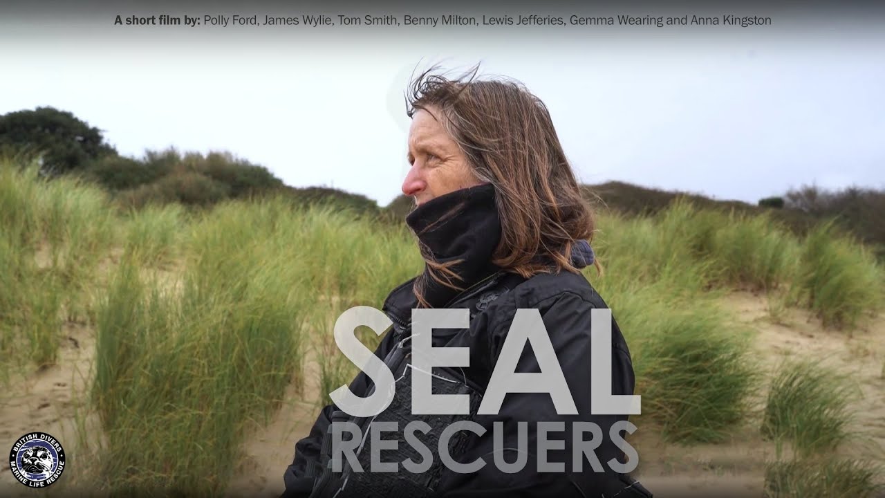 'Seal Rescuers': grey seals and climate change with British Divers Marine Life Rescue
