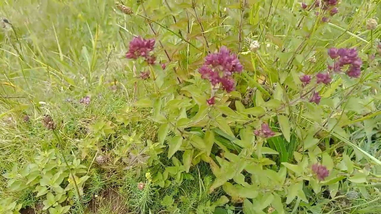 Wild marjoram or related herb with aromatic leaves on llanymynech hill , Oswestry UK.13-6-2026 13:49