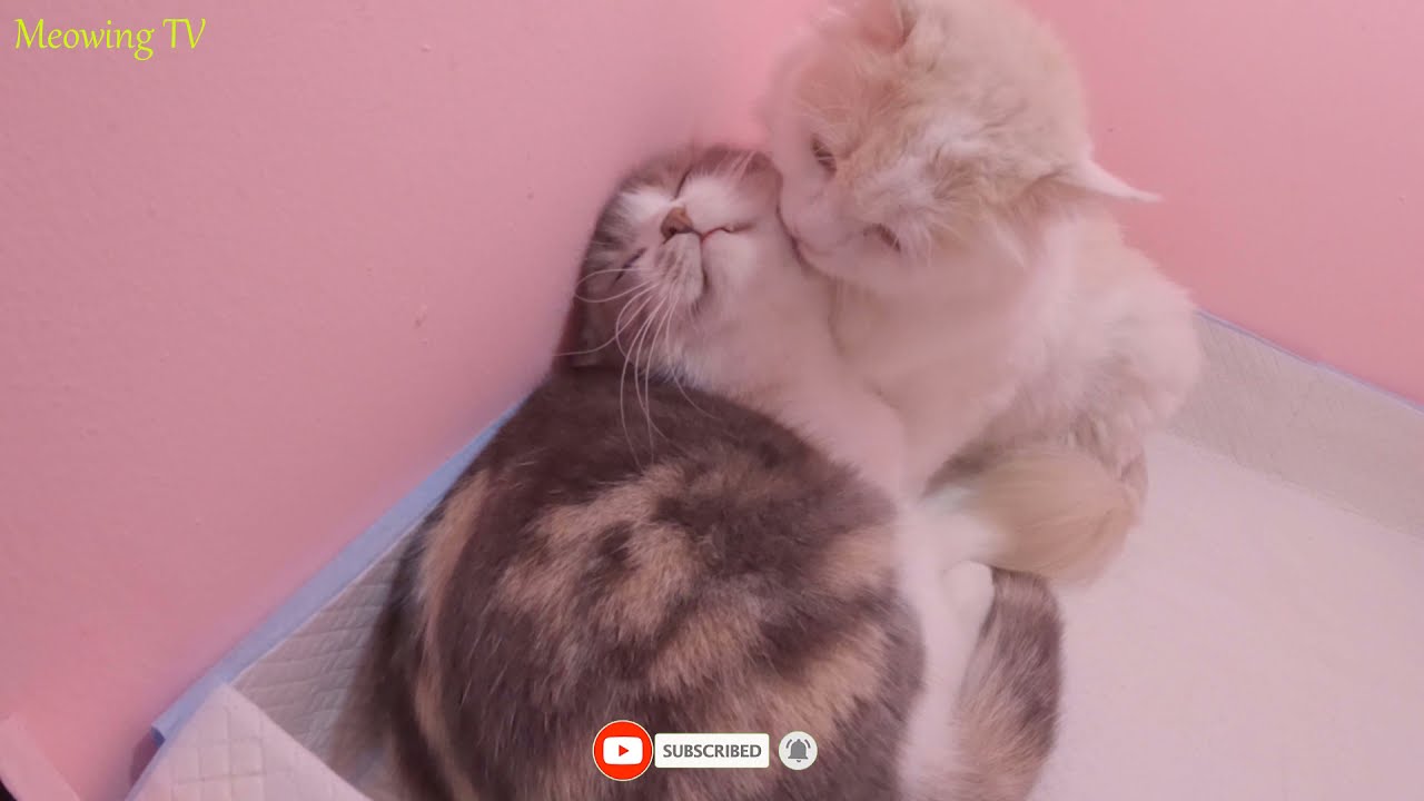 A mother cat that goes into labor before giving birth is cared for by other cats.