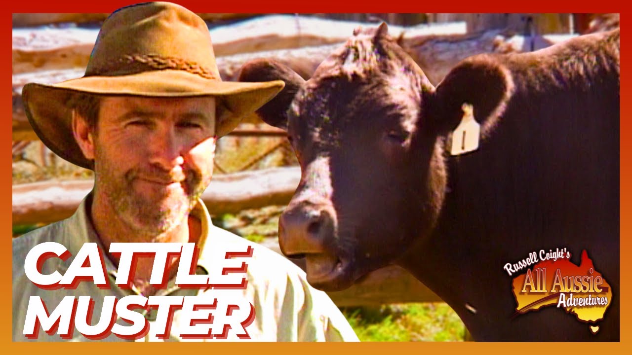 Рассел Койт борется с коровами и пьёт пиво! | Все австралийские приключения