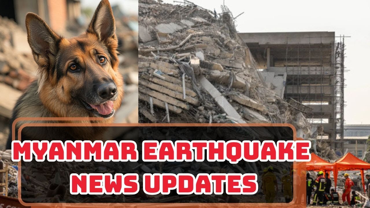 Miracles with Four Paws: K9 Heroes in Latest Myanmar Earthquake News Updates