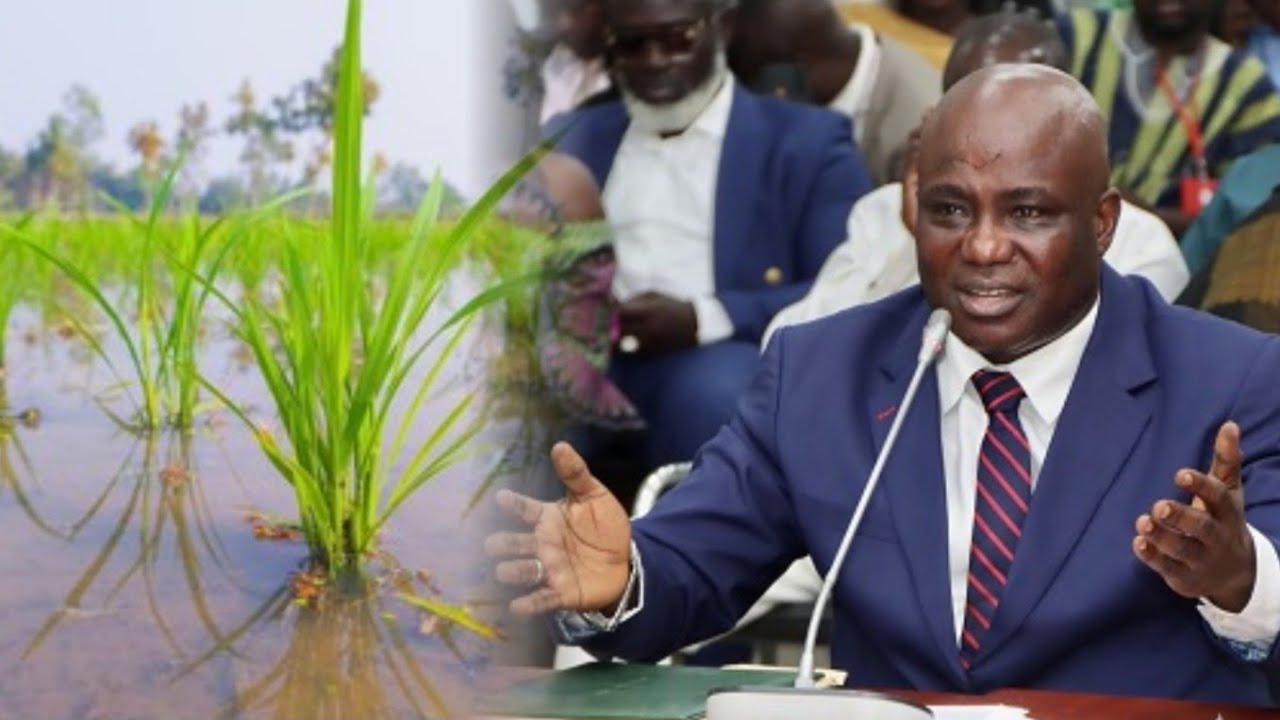 Good Deal 4 Mahama! Ghana Will No Longer Import Rice Seedlings If....Agric Minister Break News to UN