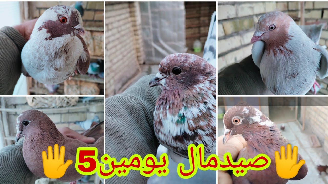 💪صيدمال يومين5وخميسه لعيونكم❤️صيد يجنن ادخل وتونس 🥰صورتلكم مطيار التور🕊️@
