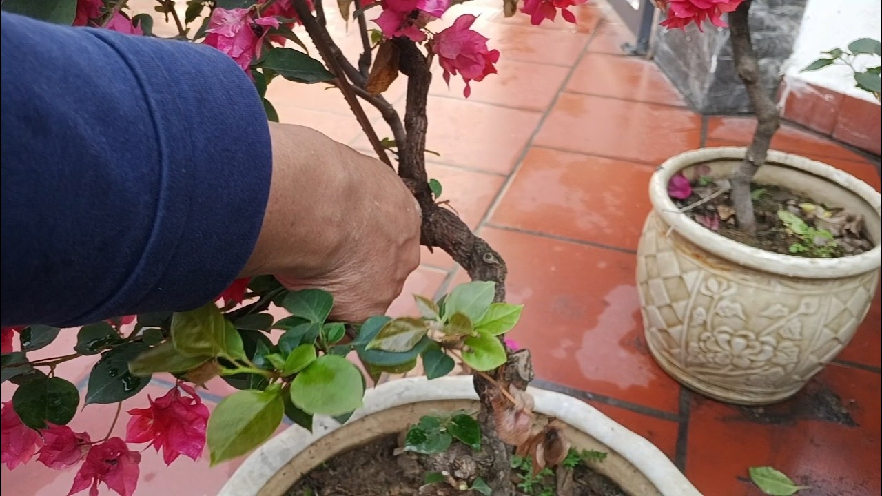 Tỉa cành tạo dáng đẹp  cho cây hoa giấy sau khi hết một đợt hoa