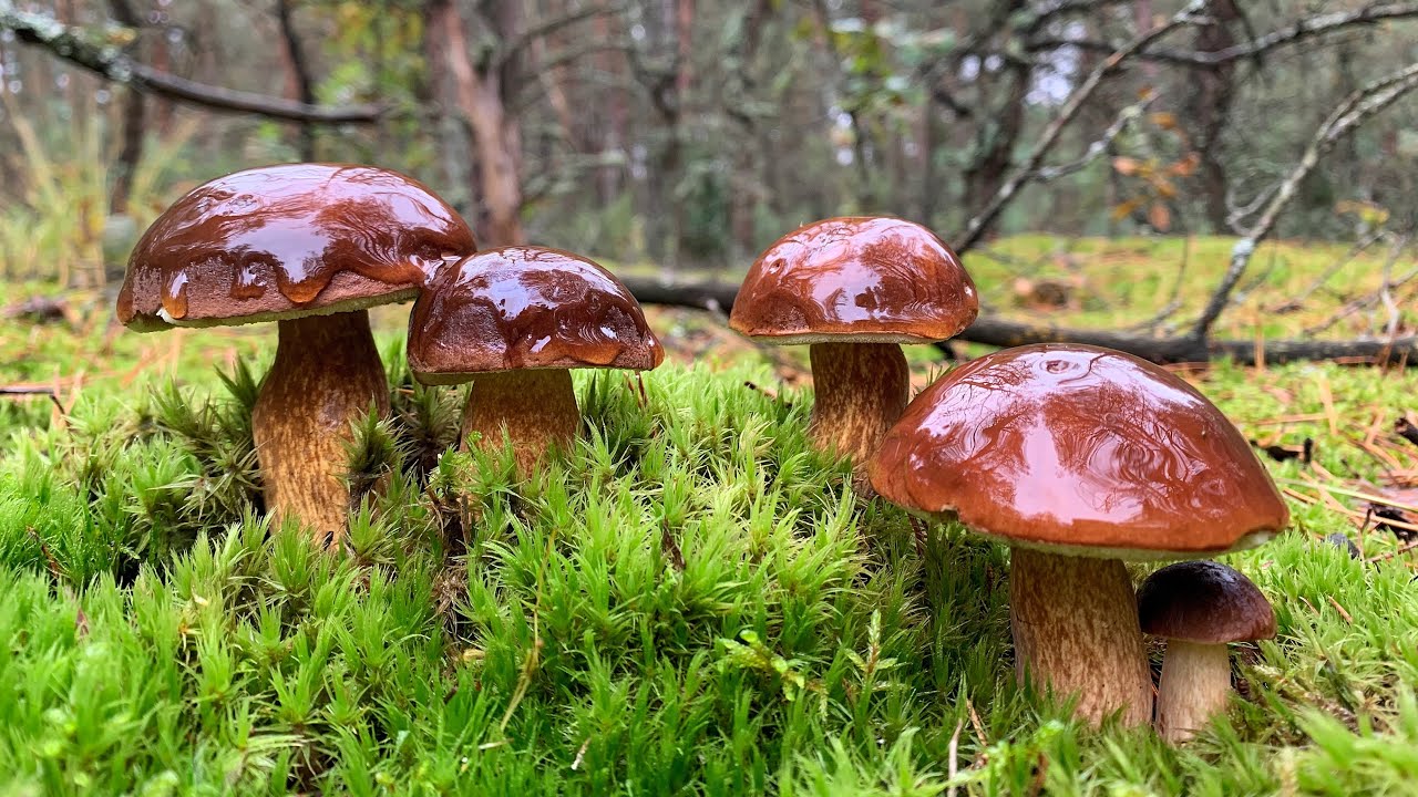 ВОТ ЭТО СБОРЫ ПОЗДНЕЙ ОСЕНЬЮ!!! БЕЛАРУСЬ!