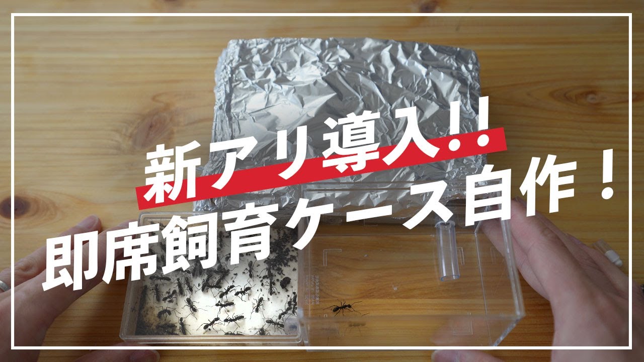 【アリ購入！】トゲオオハリアリ飼育開始！【即席アリ飼育ケースを自作・引越しさせてみた】