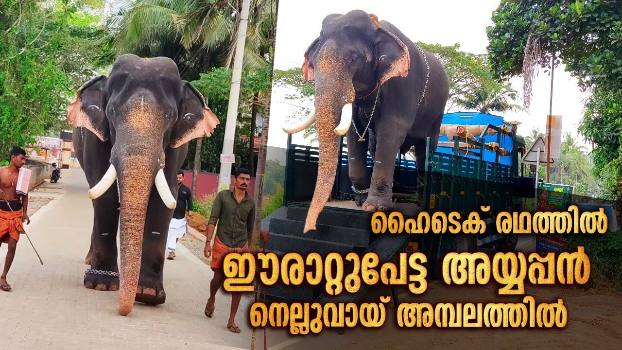 ഈരാറ്റുപേട്ട അയ്യപ്പനും സാരഥിമാരും🥰 | Erattupetta Ayyappan At Nelluvai Temple | Erattupetta Ayyappan