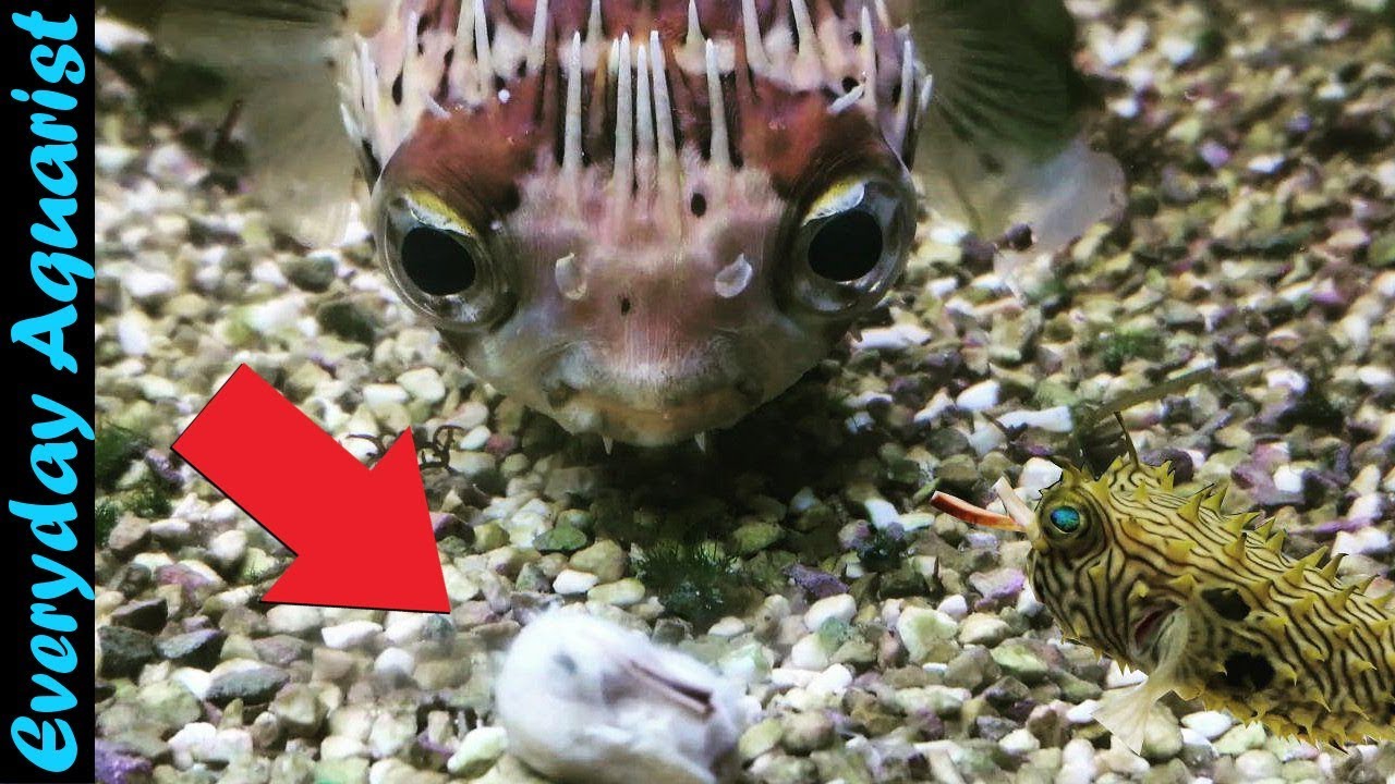 These PUFFER FISH are so CUTE | Feeding 8 Different Species of Puffer fish Compilation