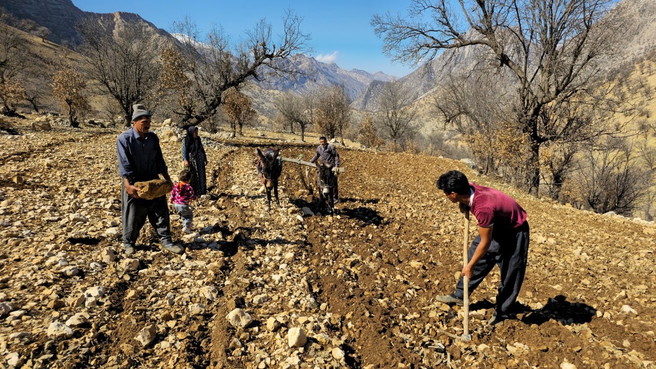Nomadic Life: Traditional Tribal Agriculture - Nomadic Agriculture in Winter Hard Winter❄️🌾