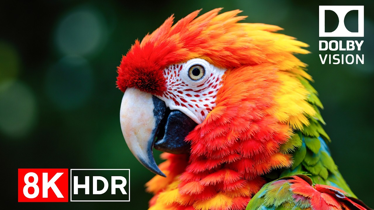 Wild Animals in Nature — Relaxing Wildlife World | Ultra HD 8K
