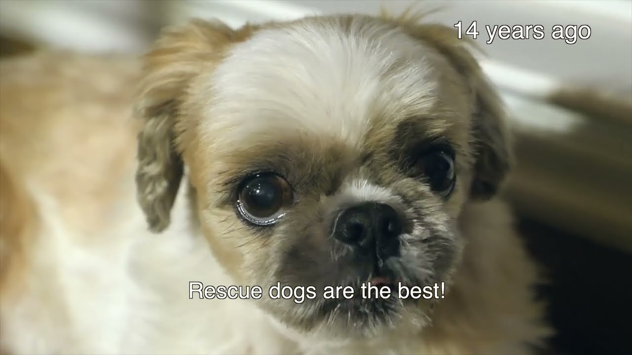 Rescue dogs are the best - RIP Milo