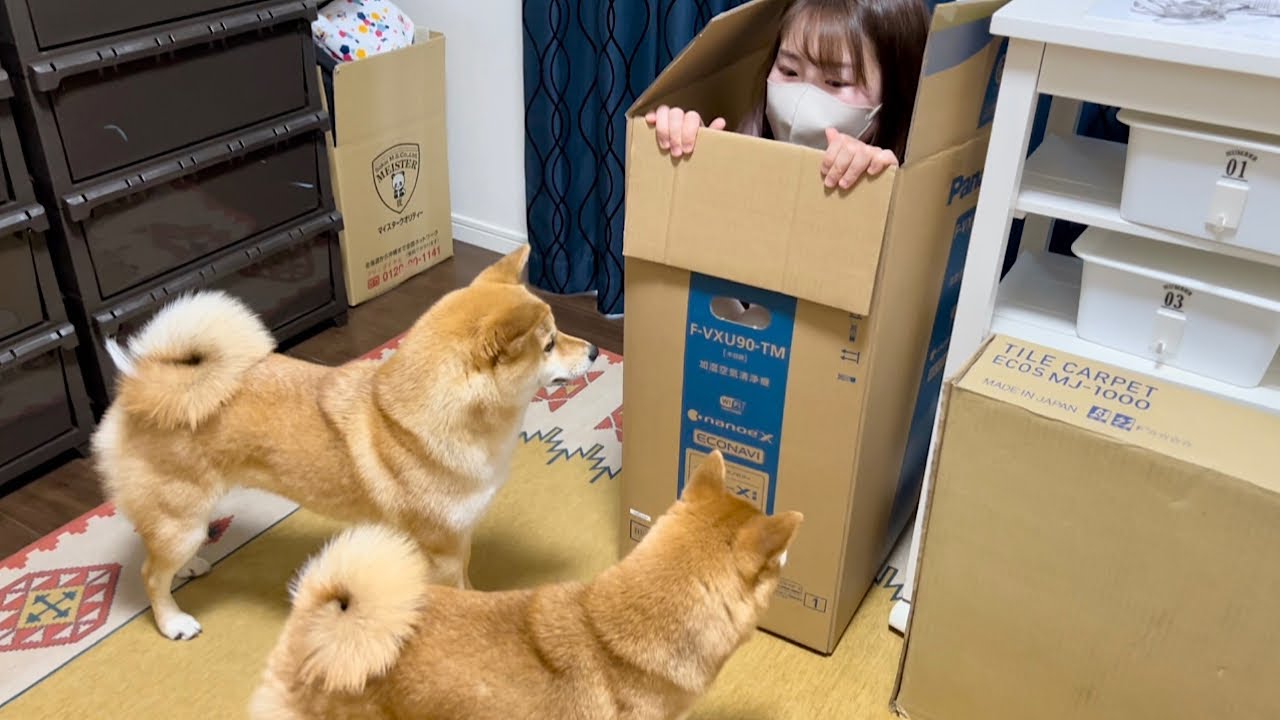ママが見つからなくて発狂してしまった柴犬が可愛い