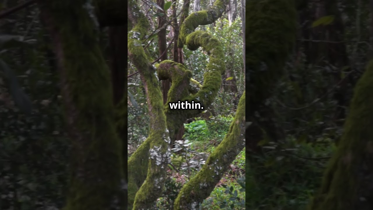 Mysteries of Hummel Park Revealed