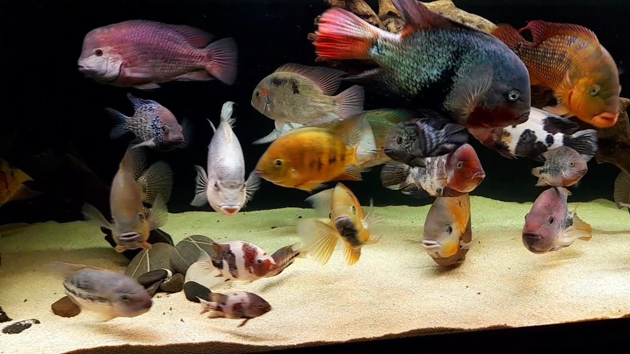 1100 liter American cichlid tank.Breidohri festae bocourti pearsei hartwegi zonatus regani