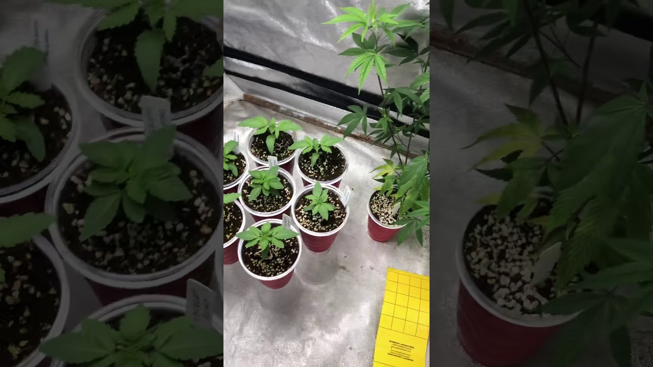 Veg tent with thug pug and ethos
