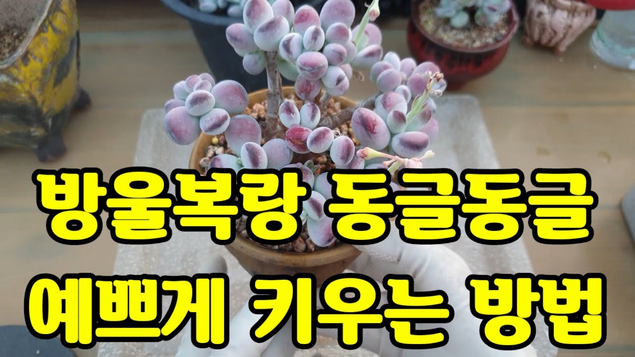 방울복랑 잎장이 잘떨어지나요? 단단하게 키우는방법 多肉植物.succulent plant다육식물
