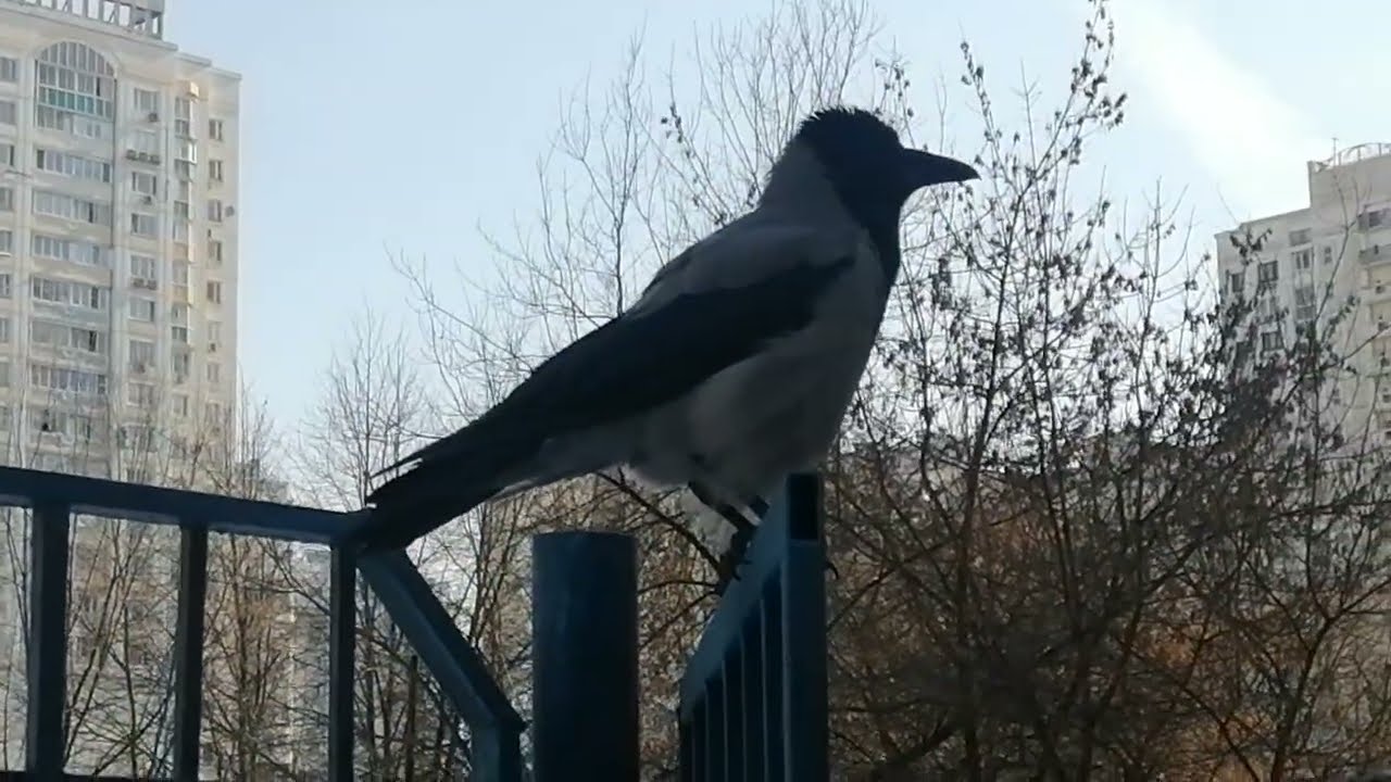 Суровый ворона отец показывает, кто тут главный / Vicious male crow shows who is in charge here 