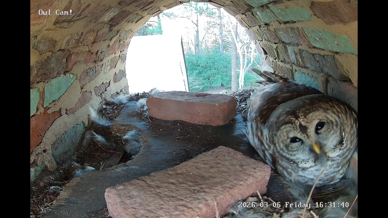 Owl Cam LIVE: Day 9 stream. Bernadette the Barred Owl and her three eggs!