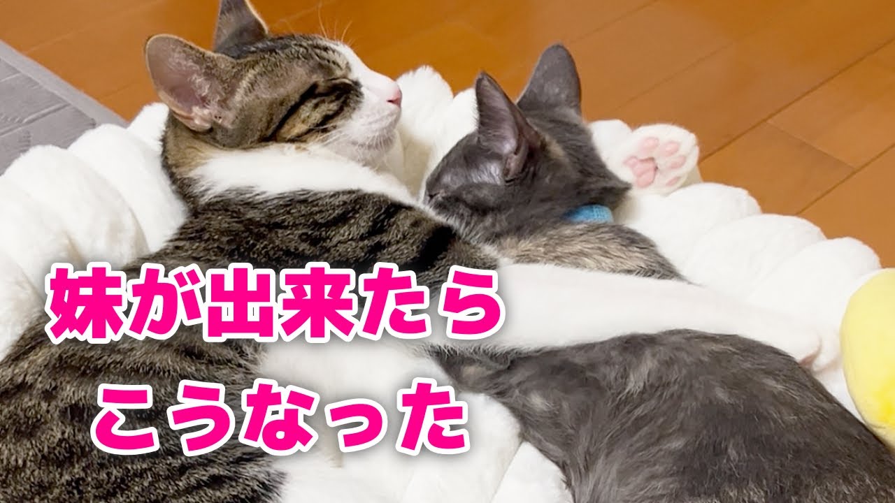 【保護仔猫】警戒心MAXの先住猫が、デレデレになるまで。#猫 #猫のいる暮らし #ねこ #ねこのいる生活 #ねこ動画 #ネコ #子猫 #成長記録 #成長 #保護猫 #cats #cat #pet 