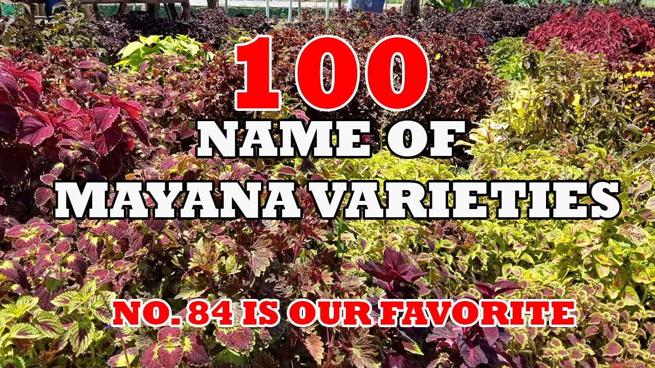 100 KINDS/VARIETIES OF MAYANA/ COLEUS PLANT WITH NAMES | MAYANA GIVEAWAY RESULT