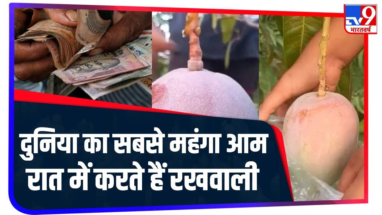 MP के Jabalpur दुनिया के सबसे महंगे आम की खेती, 2.70 लाख रुपये है कीमत