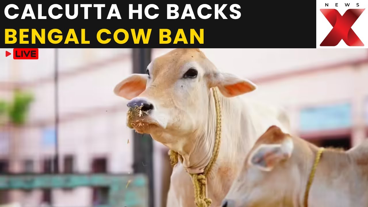 Bengal Cow Slaughter Ban LIVE: Calcutta HC Refuses To Halt Ban | Big Win For Suvendu In Court?