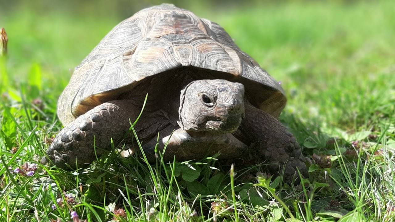 maurische Landschildkr&ouml;te 🐢Udo Testudo graeca