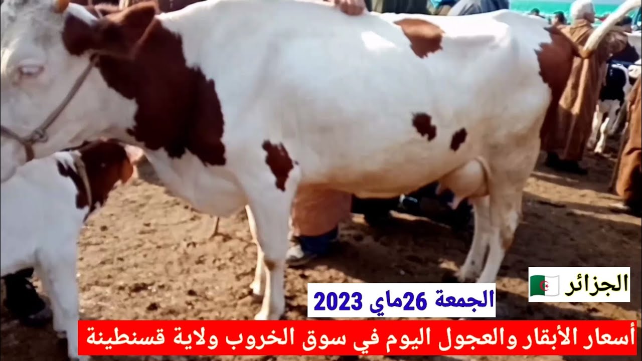 أسعار الأبقار والعجول اليوم في سوق الخروب ولاية قسنطينة الجزائر/الجمعة 26 ماي 2023