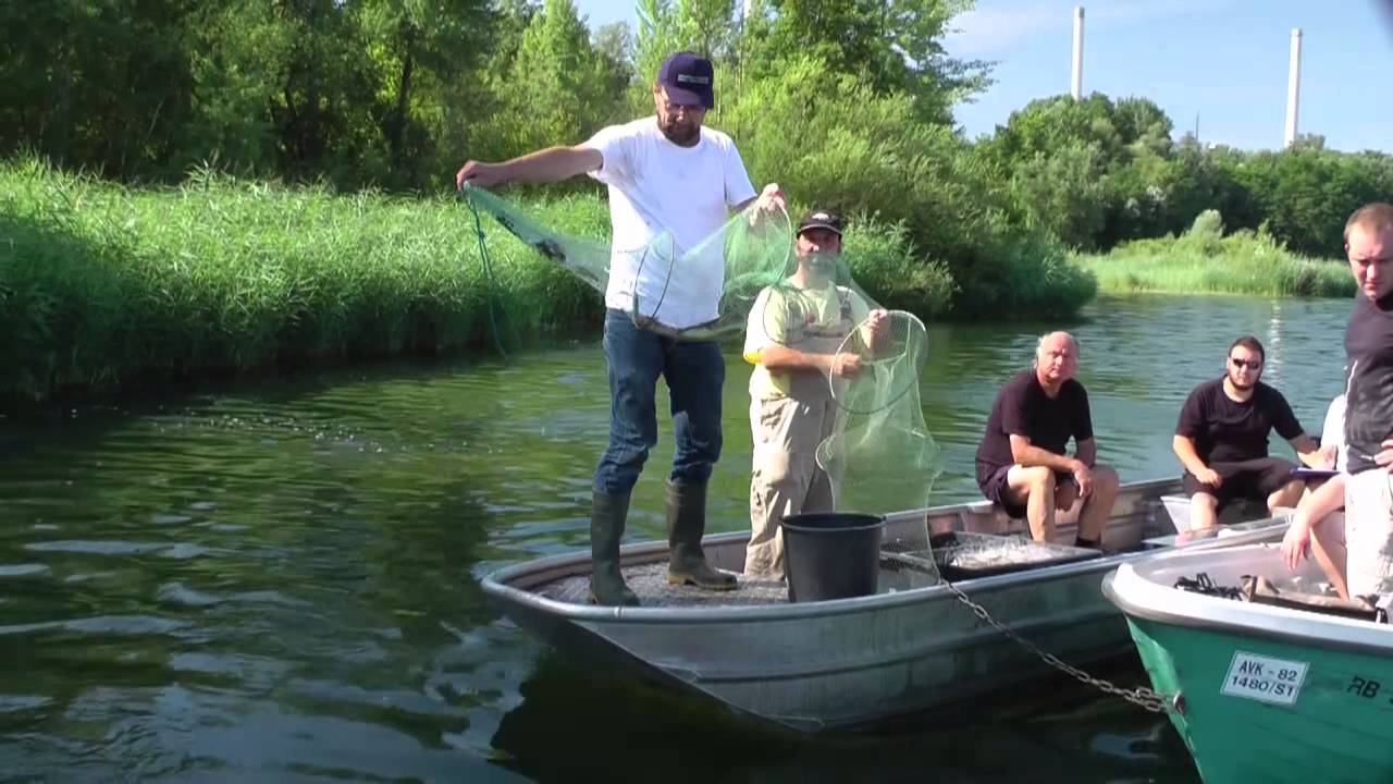 Fisch- Bestandsaufnahme im Knielinger See