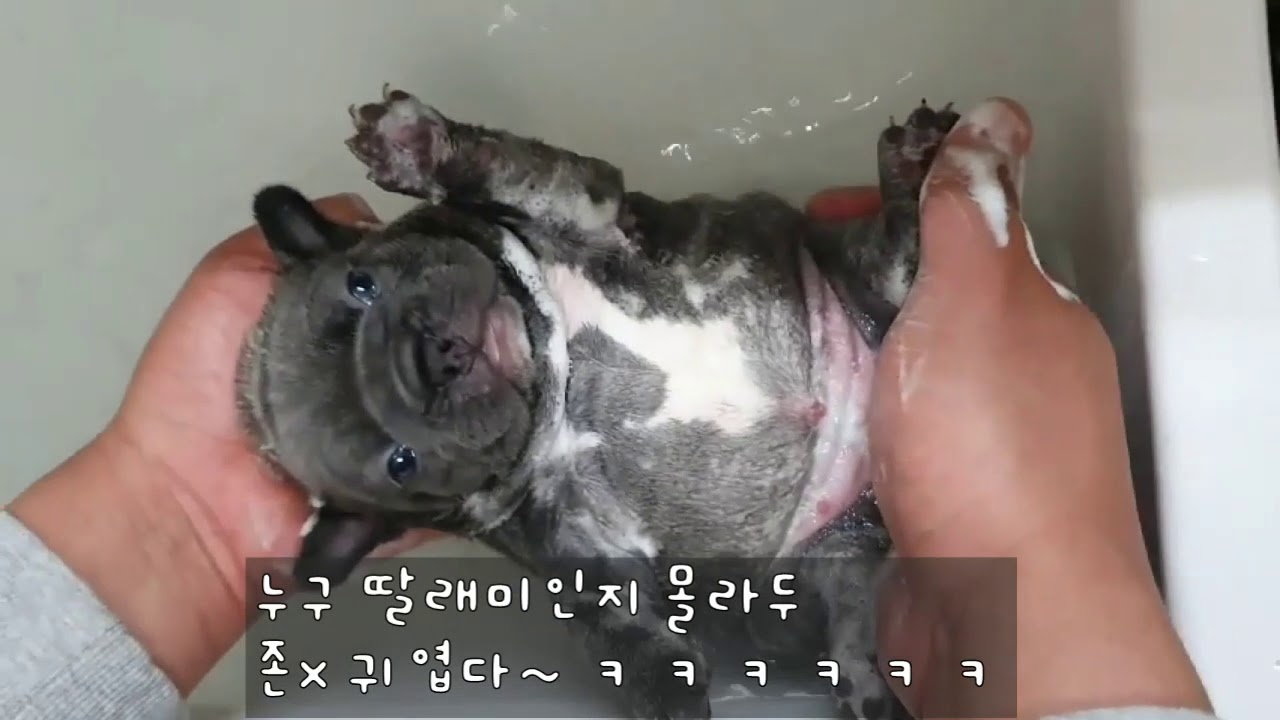 one's first bath frenchbulldog 생애 첫 목욕하는 프렌치불독 강아지 영상