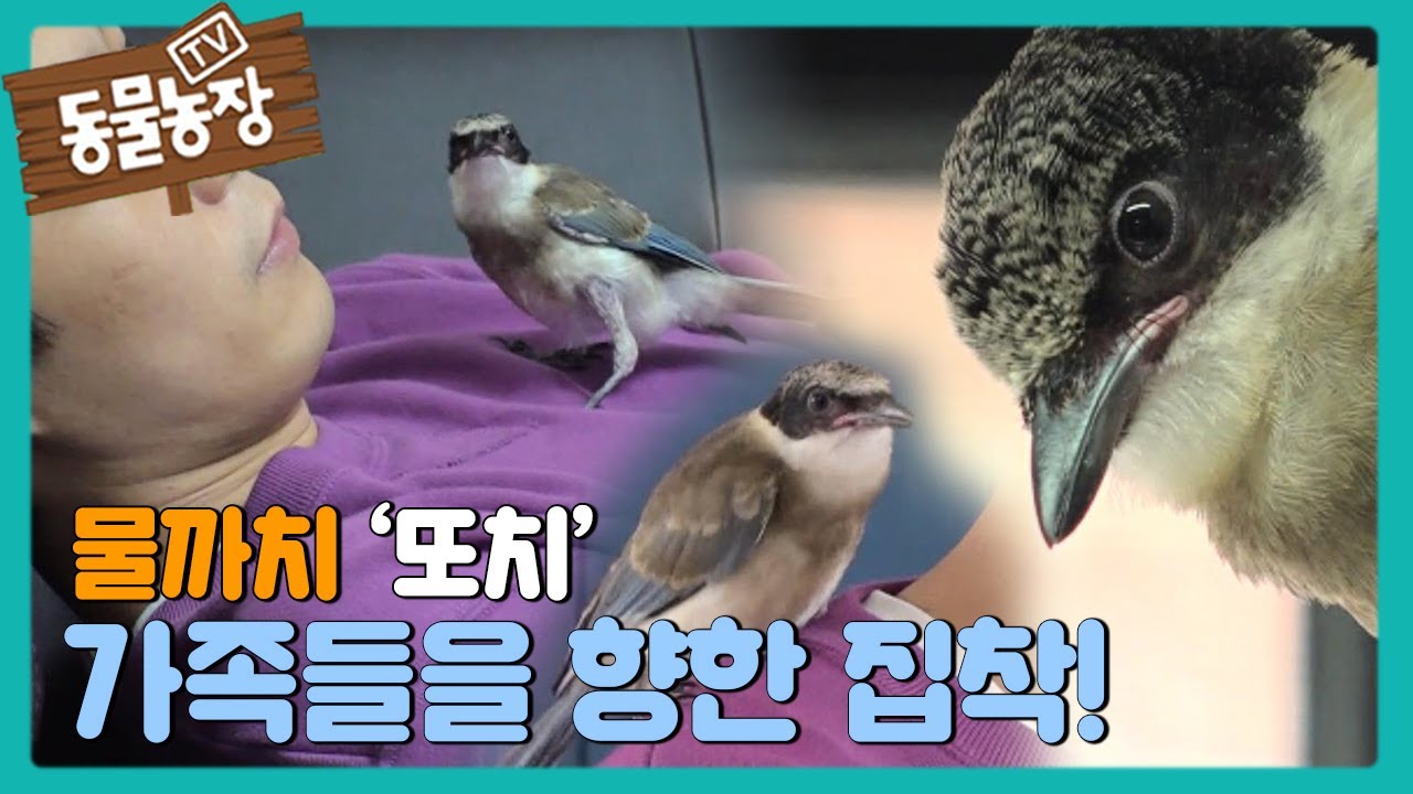 물까치 ‘또치’의 가족들을 향한 집착! I TV동물농장 (Animal Farm) | SBS Story