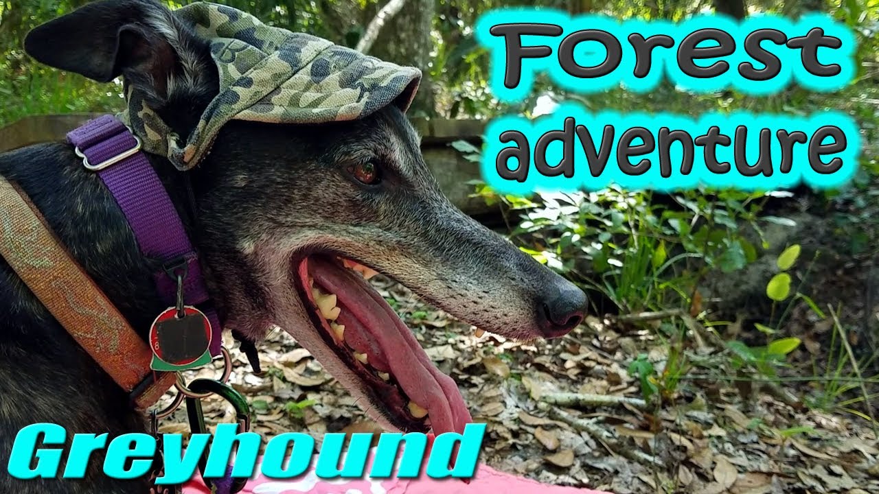 Greyhound at Fickett Hammock Preserve | Hike, picnic & Saint Stanislaus cemetery | retired racer
