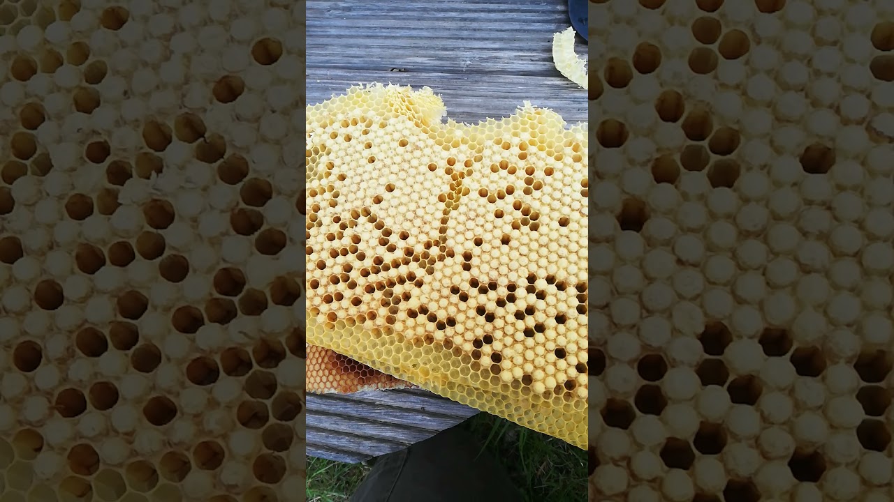 Drohnenbrut schneiden