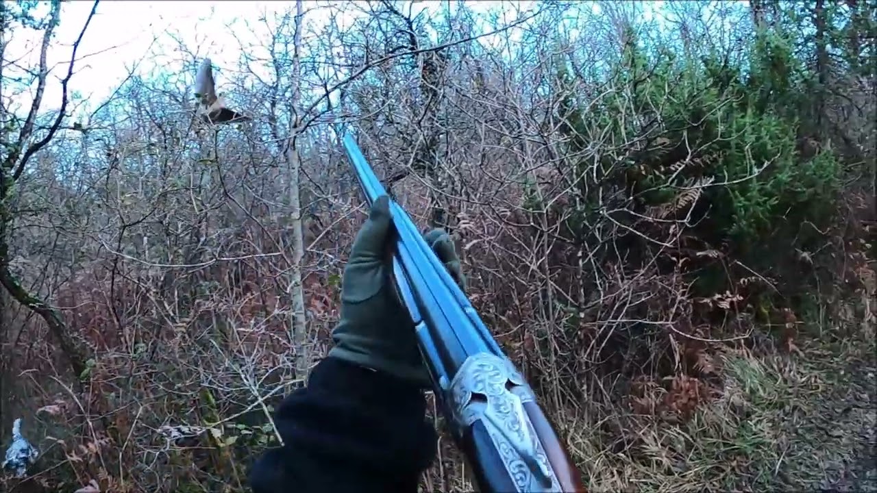 Chasse a la bécasse en charente 2024/2025 avec ianis du laurier vert