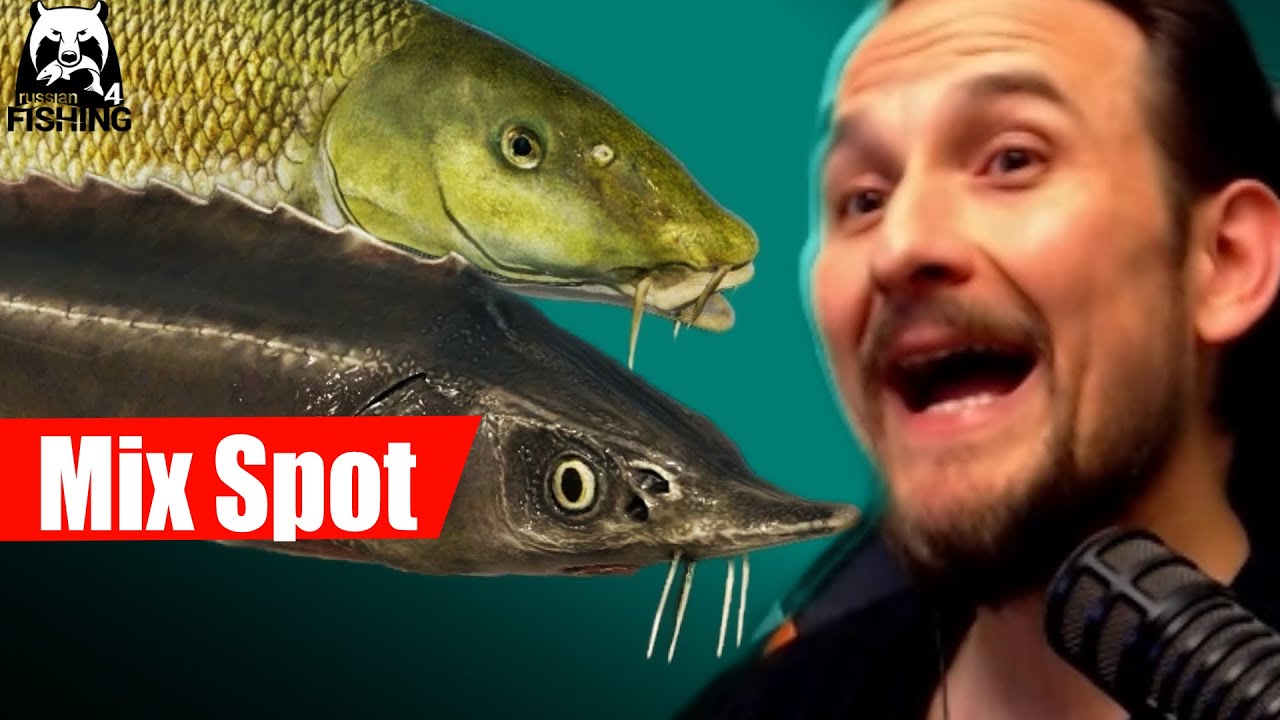 Russian Fishing 4 - Achtuba - Mix Spot! Aralbarbe, Sterlet und Co