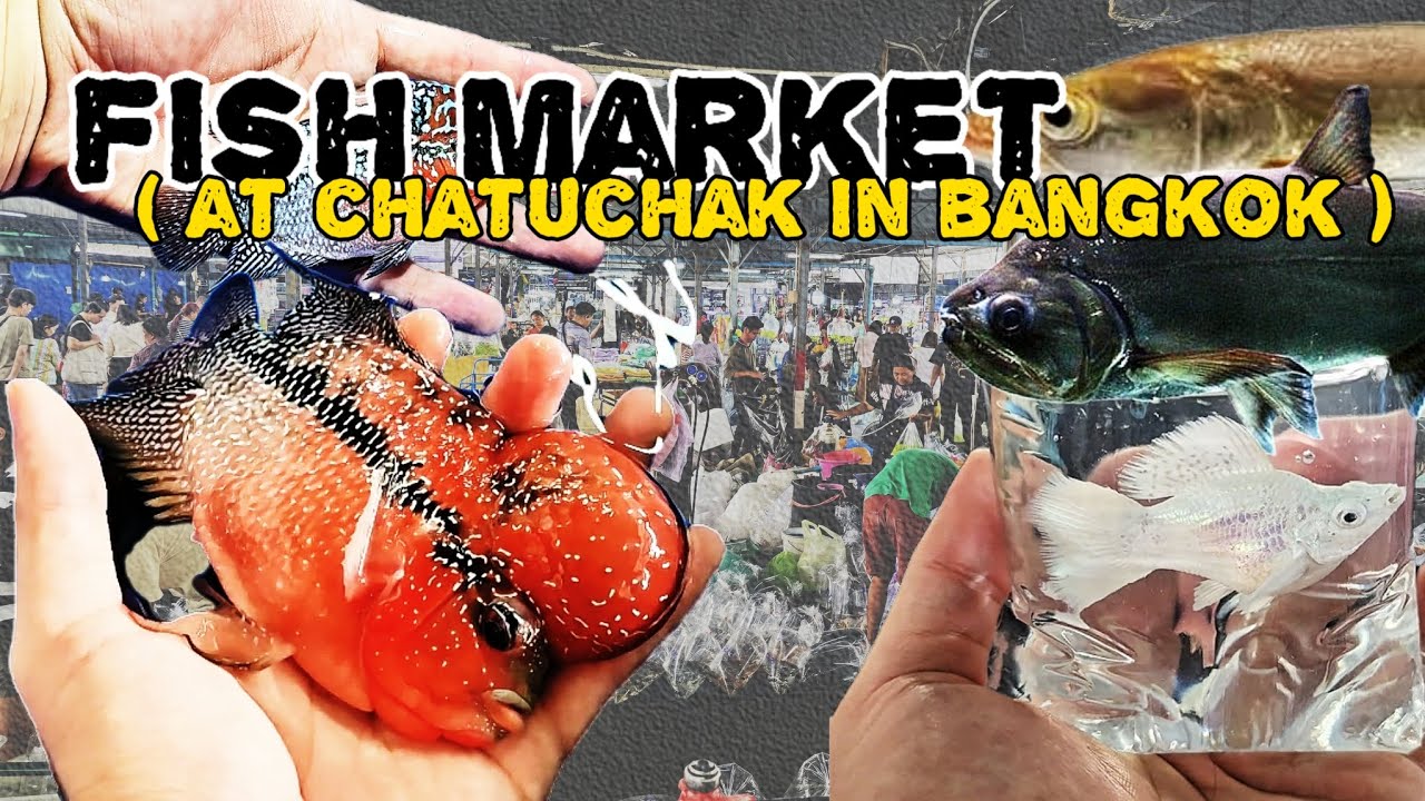 บรรยากาศตลาดปลาลานเร่ สวนจตุจักร วันพุธ ❤️ ( Fish Market at Chatuchak in Bangkok )