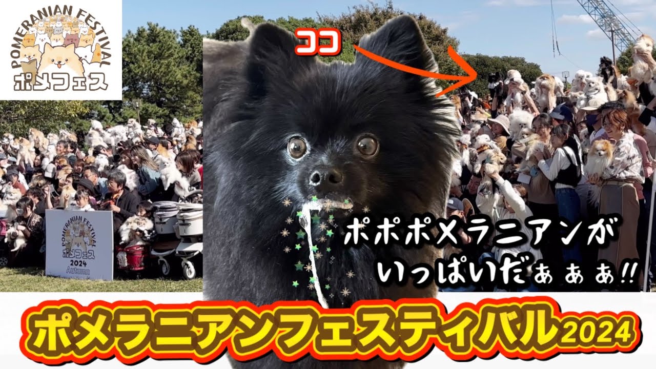 ポメフェス2024に世界一の犬見知り黒ポメラニアンが参加した結果...