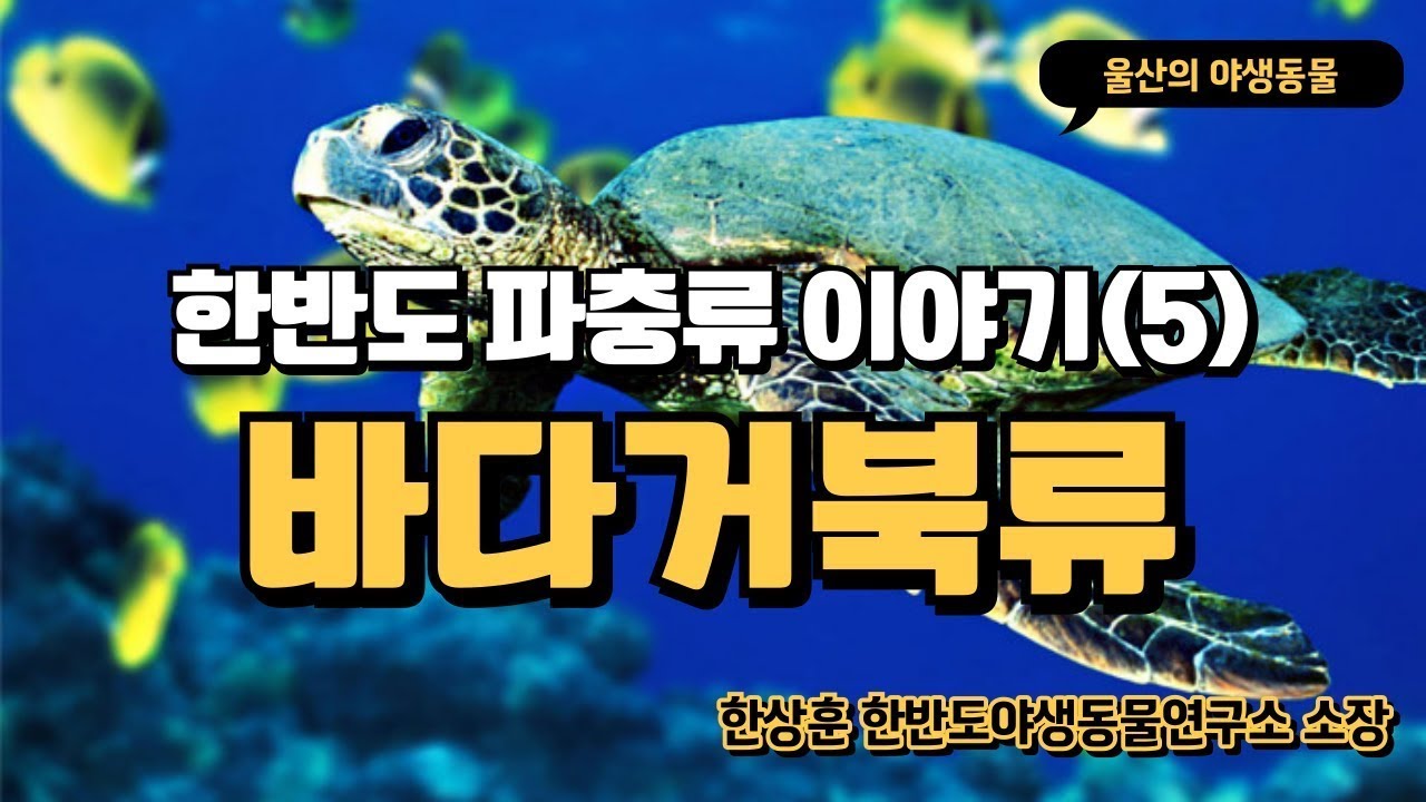 한반도 파충류 이야기(5) 바다거북류