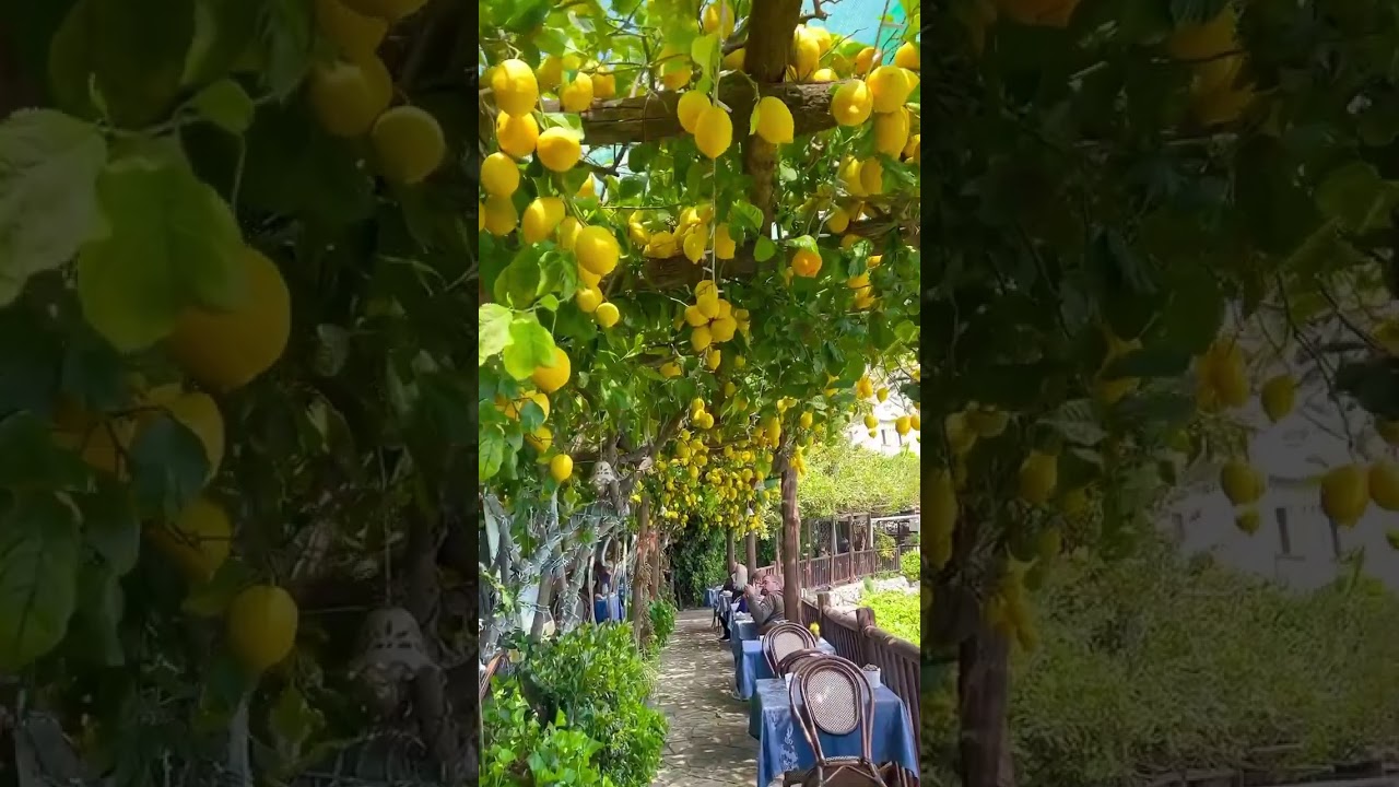 🍋 Da Paolino Restaurant &ndash; A Lemon Paradise in Capri, Italy 🇮🇹  #worldexplorer #bestofeurope #italy