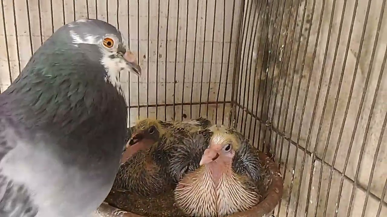 SDR 2025 BREEDING | DELEON BROTHERS LOFT