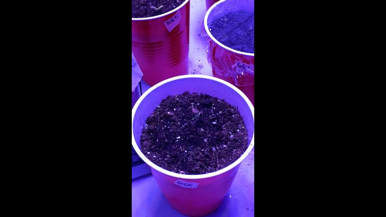 God's green crack grow update