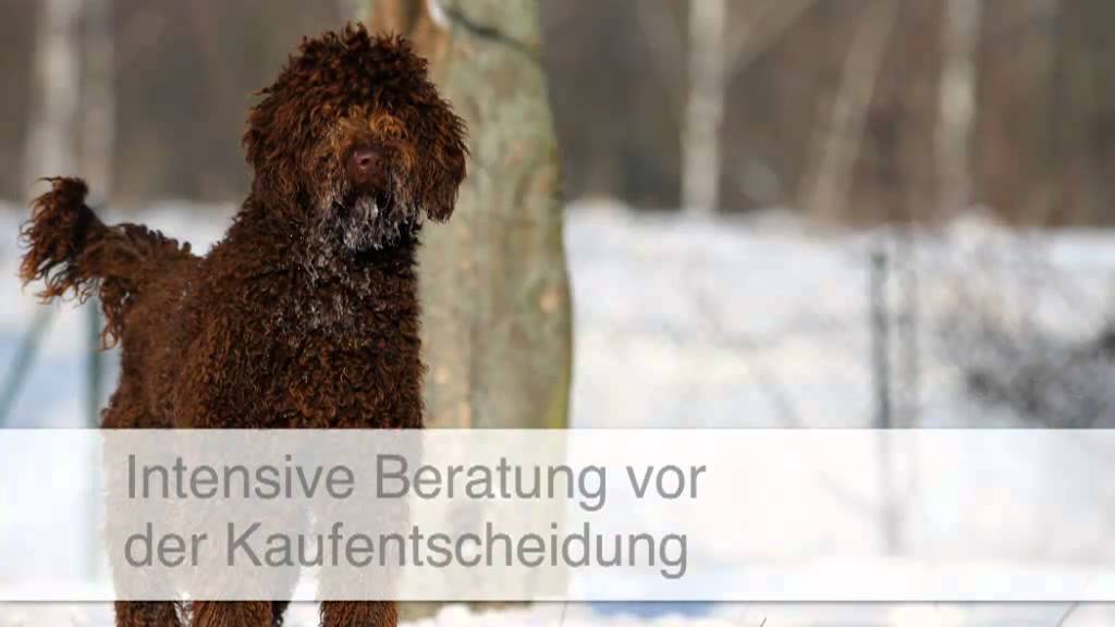 Golden Doodle Z&uuml;chter - Langelsheim Dogs of Golden-Kennel - Andreas Werner